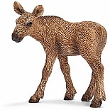 Moose Calf
