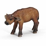 African Buffalo Calf