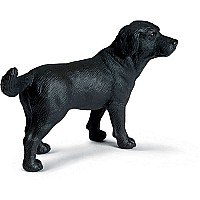Black Labrador