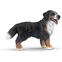 Bernese Mountain Dog, Standing