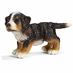 Bernese Mountain Dog Puppy