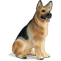 German Shepherd, Male