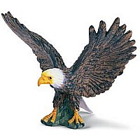 Bald eagle, spread wings