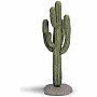 Giant Cactus