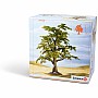 Beech Tree