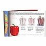 Do Art Color Pencil Art