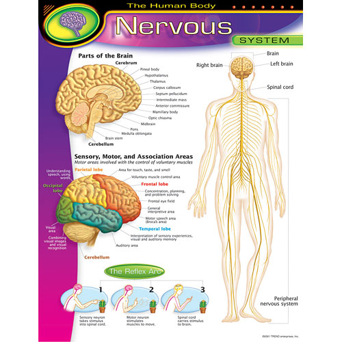 The Human Body - Nervous System Poster - from Trend Enterprises