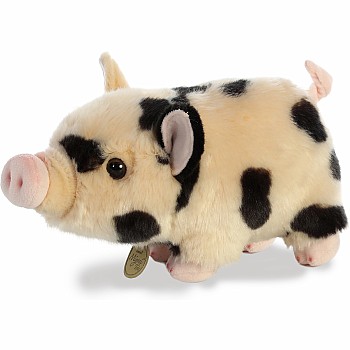 Spotted Pot-Bellied Piglet