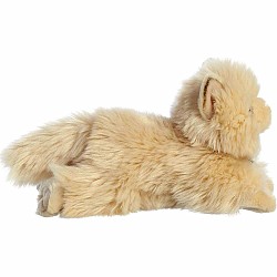 Miyoni  Persian Cat
