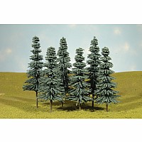 5"- 6" Blue Spruce Trees (6 Per Box)