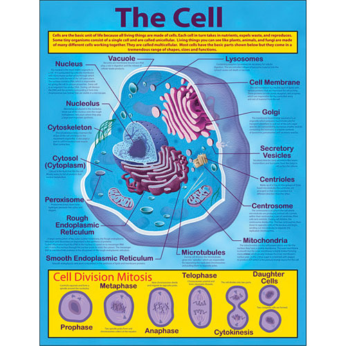 the-cell-chart-kool-child