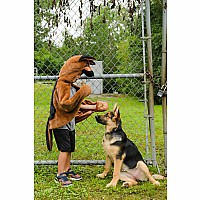 German Shepherd Dog Cuddle Cape