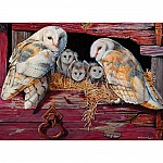 Barn Owls - Cobble Hill