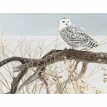 Fallen Willow Snowy Owl 500pc