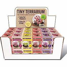 Tiny Terrarium Sedum 36-Unit STOCKED Counter Display
