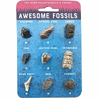 Cc: Fossil Card