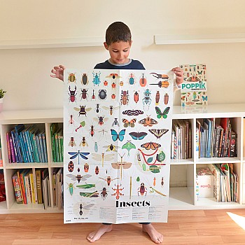 Insects Discovery Poster
