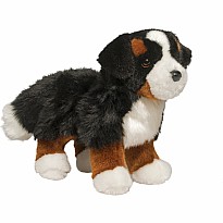 Stevie Bernese Mountain Dog