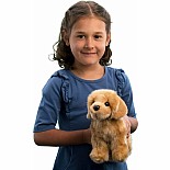 Chap Golden Retriever