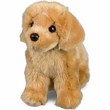 Chap Golden Retriever