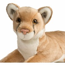 Kelso Mountain Lion