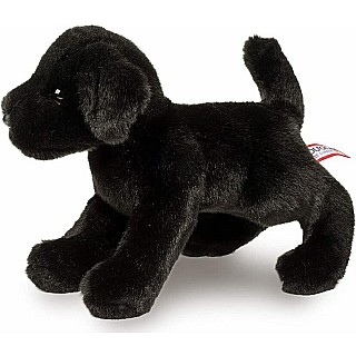 Brewster Black Lab