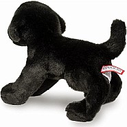 Brewster Black Lab