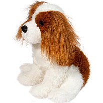 Kingsley Cavalier King Charles Spaniel