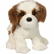 Farren Shih Tzu