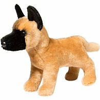 Klaus Belgian Malinois