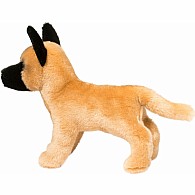 Klaus Belgian Malinois