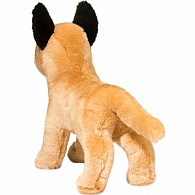 Klaus Belgian Malinois