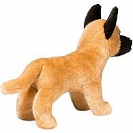 Klaus Belgian Malinois