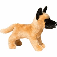 Klaus Belgian Malinois