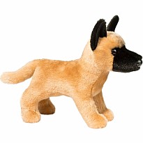 Klaus Belgian Malinois