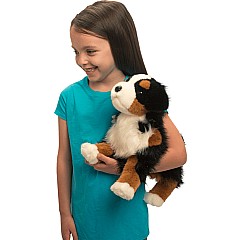 Trevor Bernese Mountain Dog