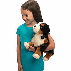 Trevor Bernese Mountain Dog