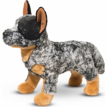 Bolt Australian Cattle Dog