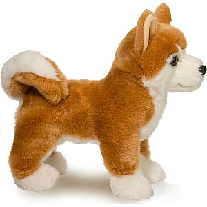 Dunham Shiba Inu