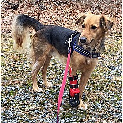 Chief German Shepherd