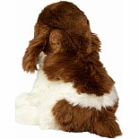 Chip Springer Spaniel