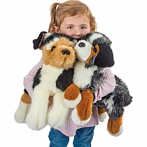 Maizie Dlux Australian Shepherd