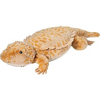 Jumbo Boogie Bearded Dragon