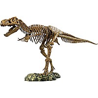 T-rex Skeleton