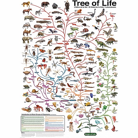 The Evolutionary Tree of Life 1000-Piece Puzzle - Givens Books and ...