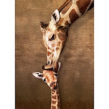 Giraffe Mother's Kiss 1000-piece Puzzle