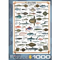 Animal Charts - Sea Fish