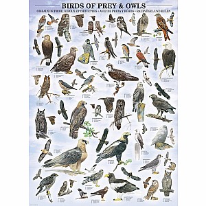 Animal Charts - Birds of Prey & Owls