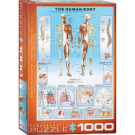 Human Body 1000-Piece Puzzle