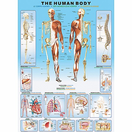 Human Body 1000-Piece Puzzle